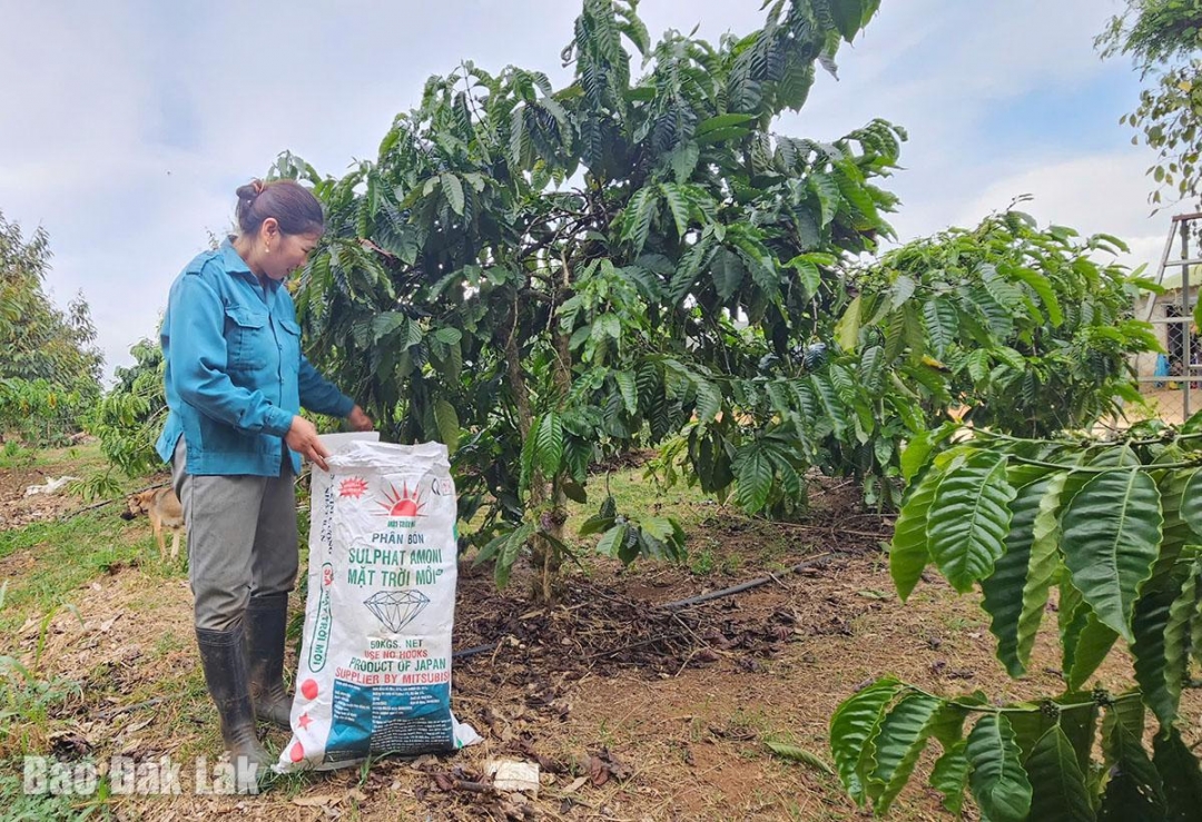 Đắk Lắk: Hiệu quả từ Dự án SACCR tại Ea Kar Đắk Lắk: Hiệu quả từ Dự án SACCR tại Ea Kar