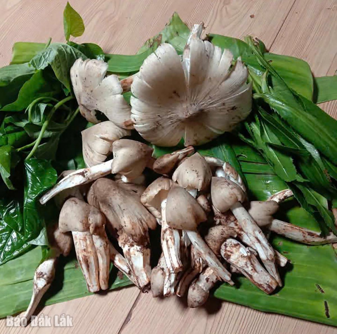 Đắk Lắk: Mùa “lộc trời” ở Tây Nguyên Đắk Lắk: Mùa “lộc trời” ở Tây Nguyên