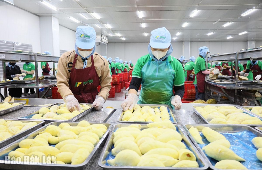 Đắk Lắk: Gấp rút tái thiết ngành hàng sầu riêng Đắk Lắk: Gấp rút tái thiết ngành hàng sầu riêng