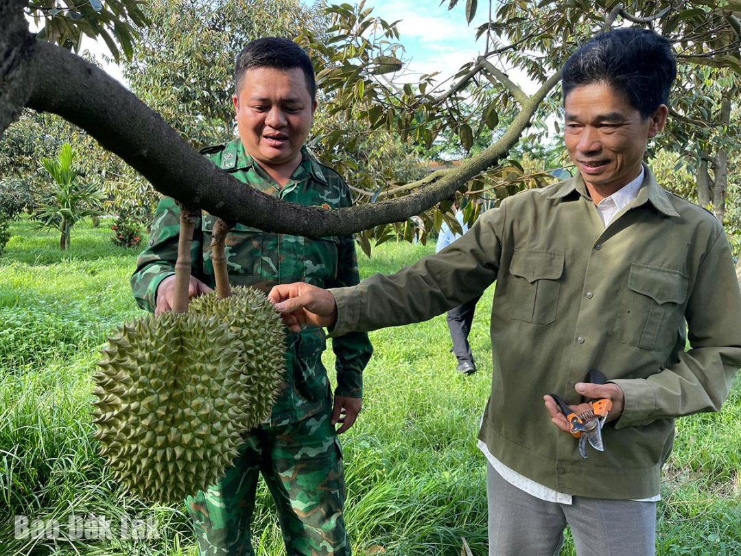 Đắk Lắk: Người lính và giấc mơ sầu riêng trên biên giới Đắk Lắk: Người lính và giấc mơ sầu riêng trên biên giới