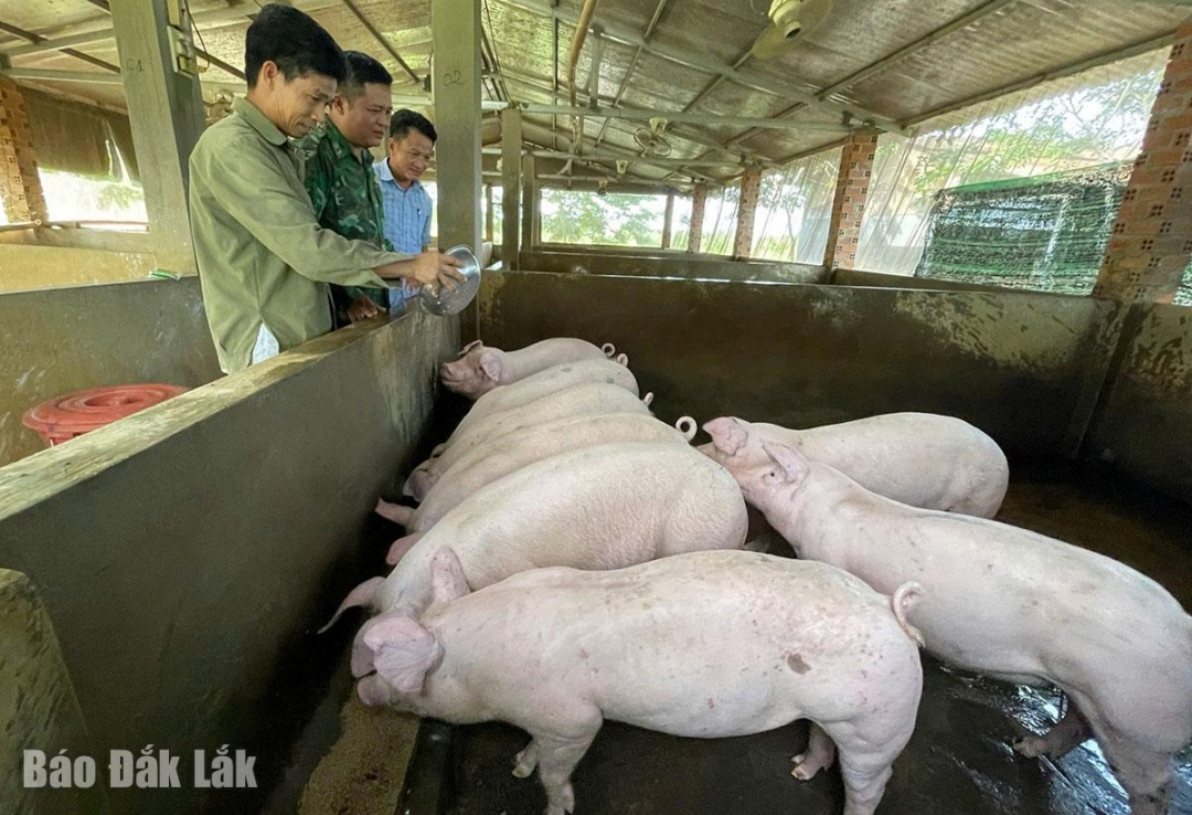 Đắk Lắk: Người lính và giấc mơ sầu riêng trên biên giới Đắk Lắk: Người lính và giấc mơ sầu riêng trên biên giới