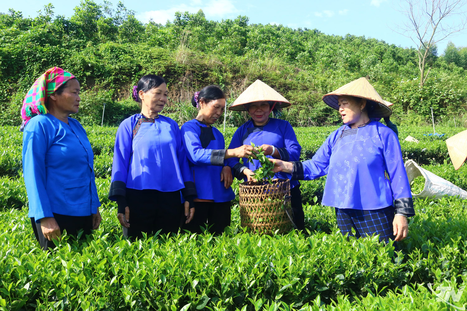 Thái Nguyên: "Chắp cánh" cho chè Đồng Hỷ bay xa