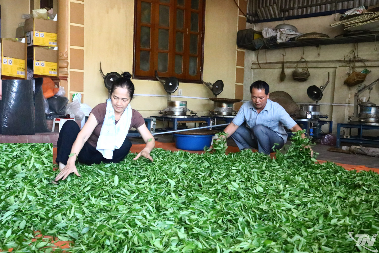 Thái Nguyên: "Chắp cánh" cho chè Đồng Hỷ bay xa