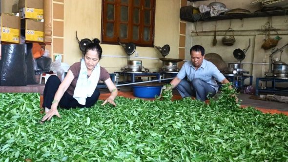 Thái Nguyên: "Chắp cánh" cho chè Đồng Hỷ bay xa