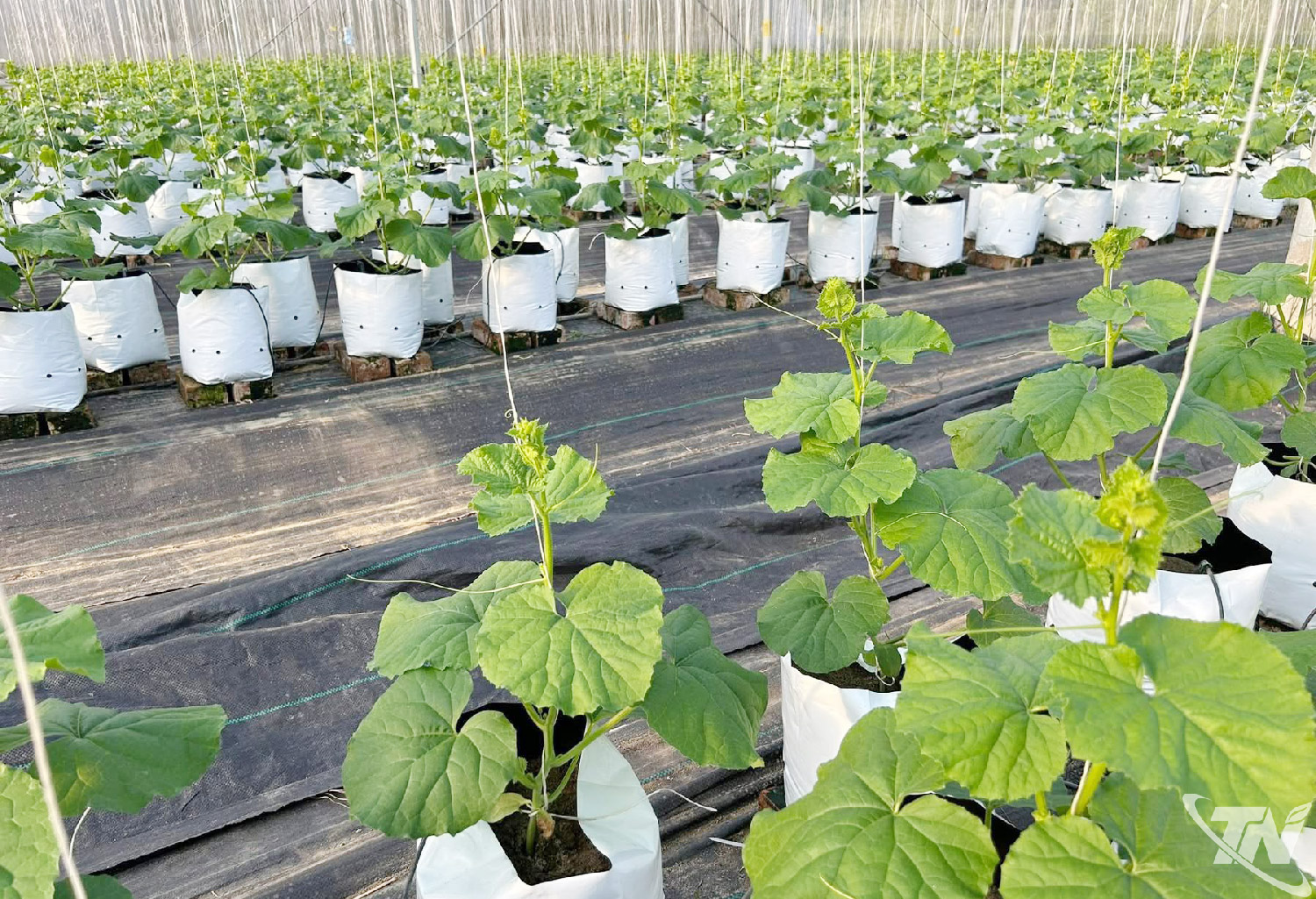 Thái Nguyên: Liên kết sản xuất, gia tăng giá trị nông sản