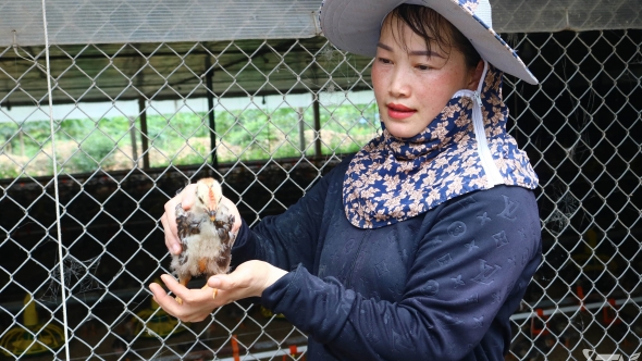 Thái Nguyên: Thu tiền tỷ từ nuôi gà trang trại