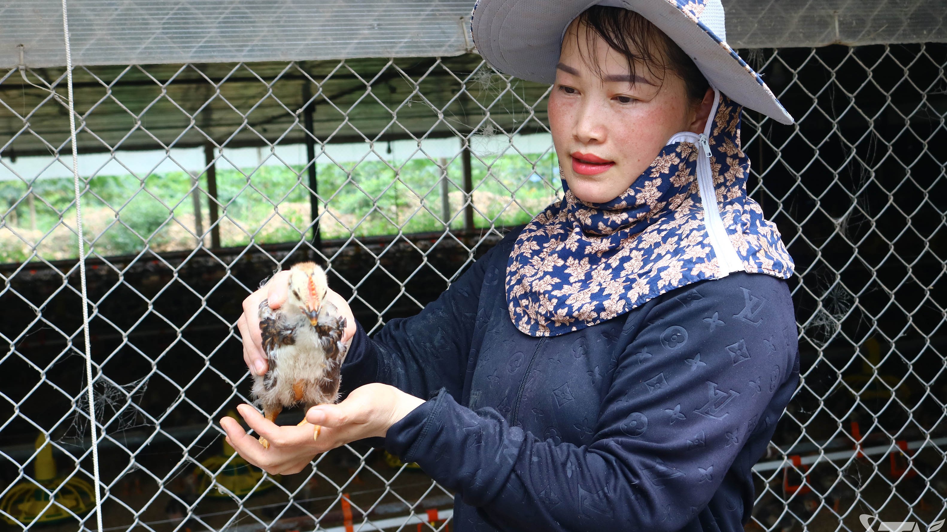 Thái Nguyên: Thu tiền tỷ từ nuôi gà trang trại