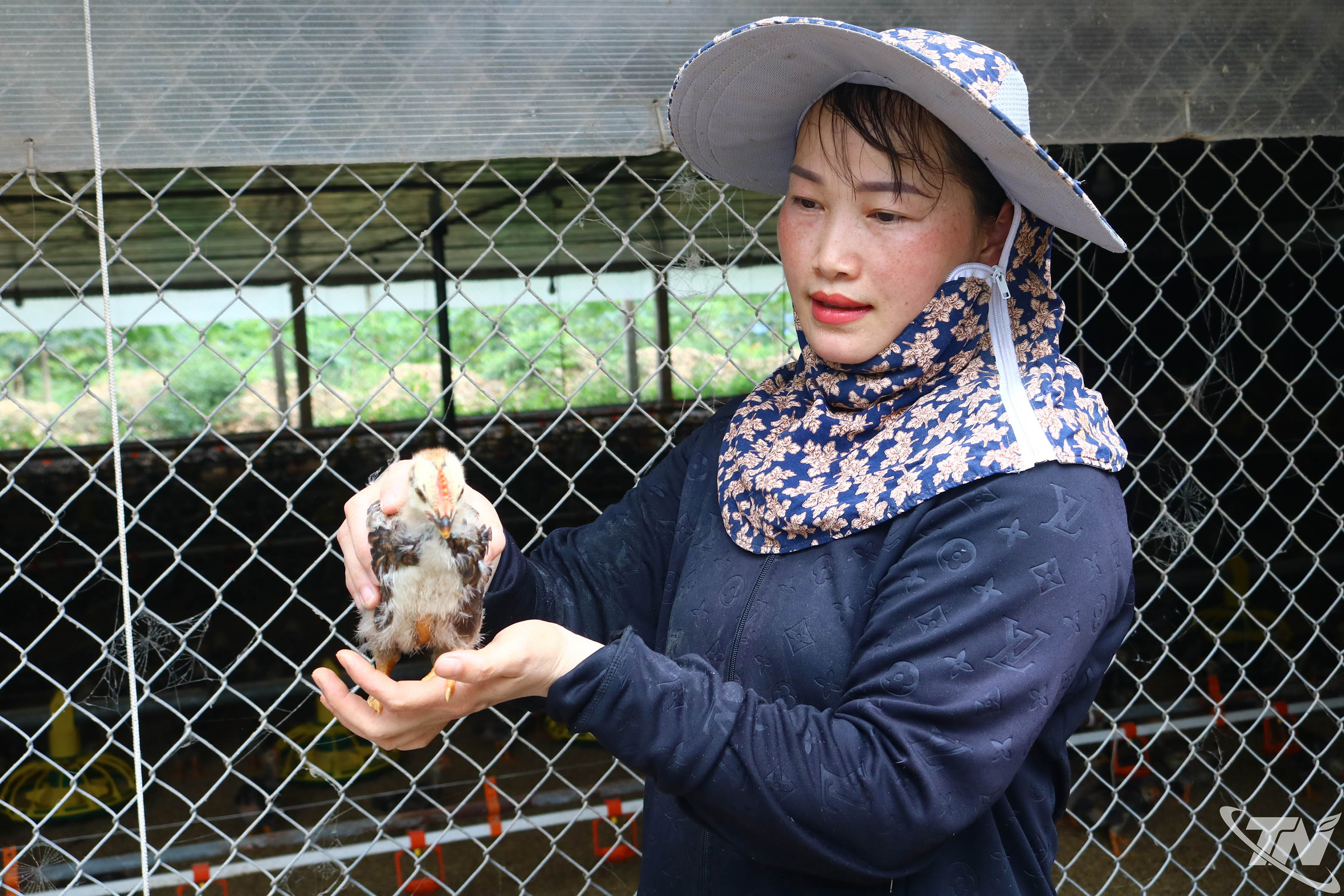 Thái Nguyên: Thu tiền tỷ từ nuôi gà trang trại Thái Nguyên: Thu tiền tỷ từ nuôi gà trang trại