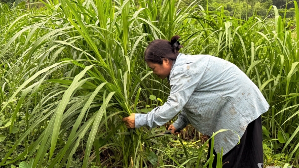 Thái Nguyên: Khi dự án khép lại, đàn dê vẫn sinh sôi