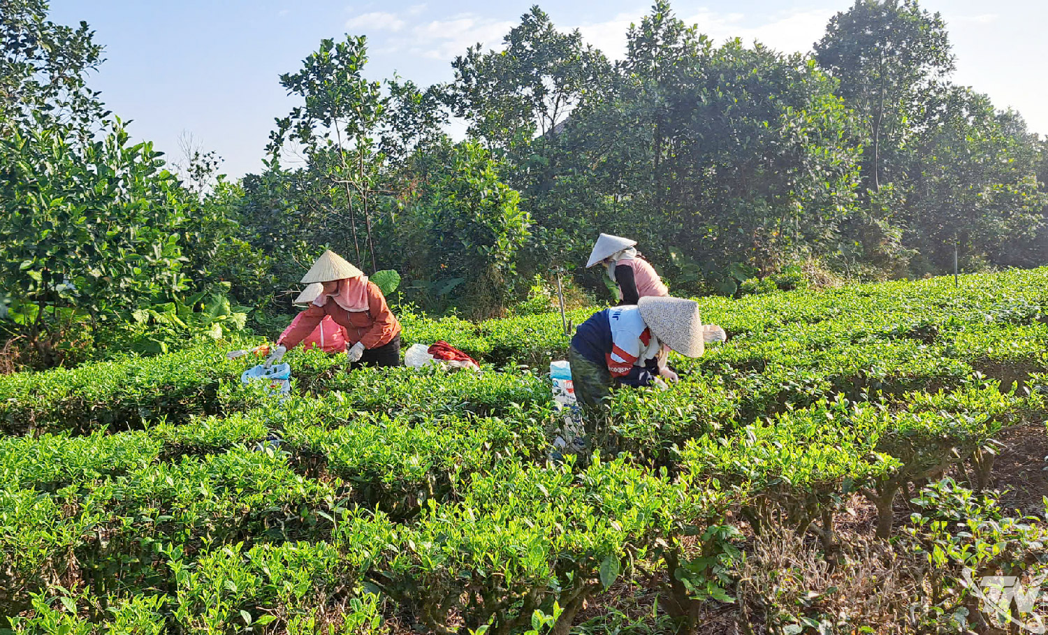 Thái Nguyên: Xây dựng bộ nhận diện thương hiệu chè Thái Thái Nguyên: Xây dựng bộ nhận diện thương hiệu chè Thái