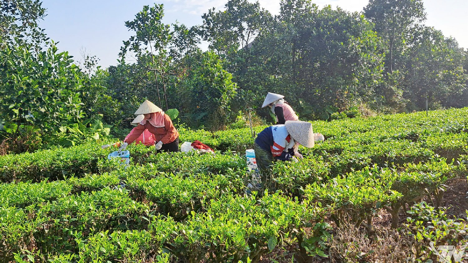 Thái Nguyên: Xây dựng bộ nhận diện thương hiệu chè Thái