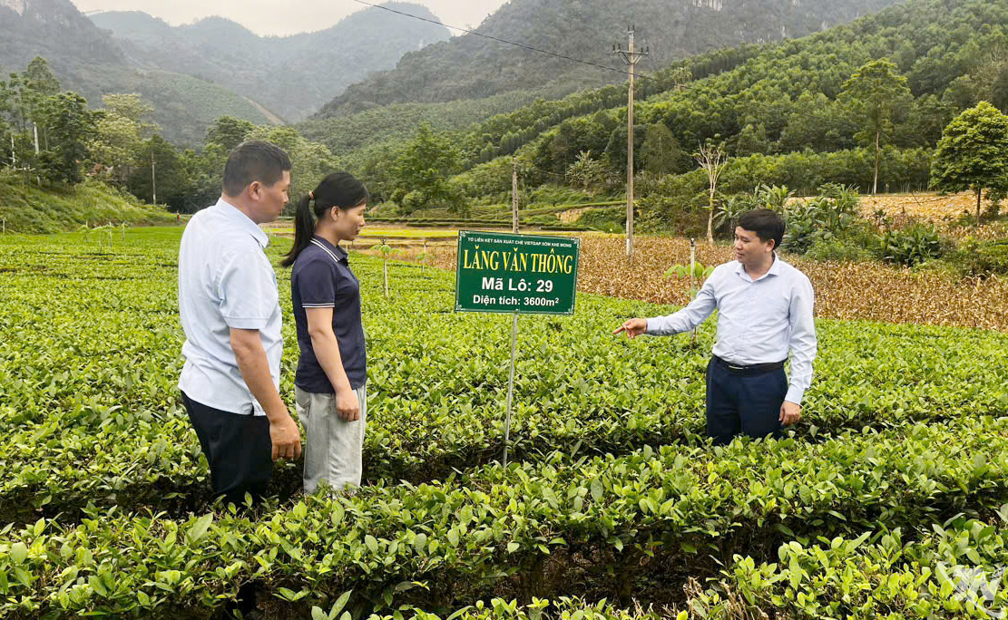 OCOP Thái Nguyên và bài toán nâng tầm giá trị nông sản địa phương