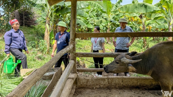 Thái Nguyên: Nuôi trâu vỗ béo, mở hướng thoát nghèo ở Văn Hán