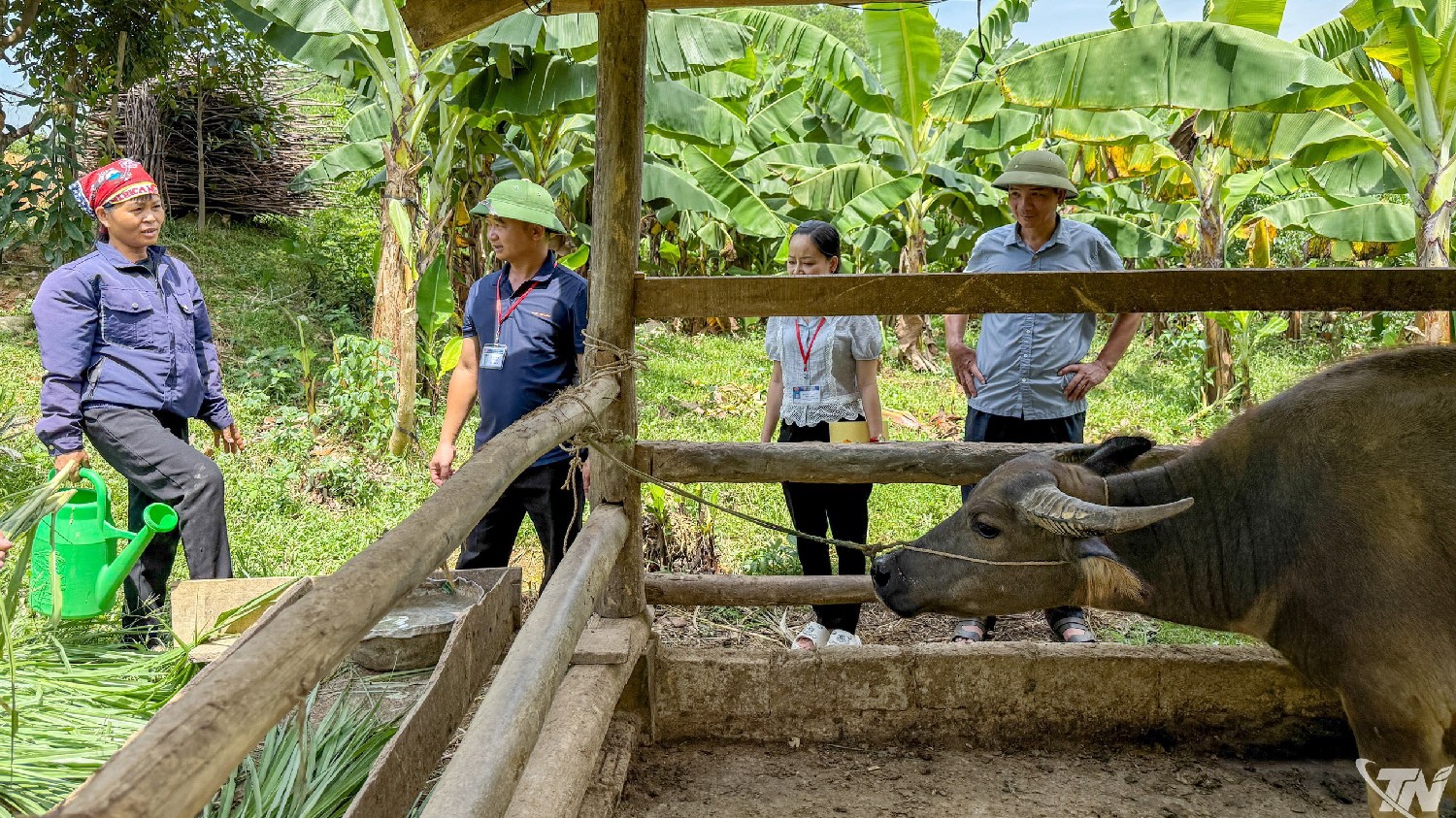Thái Nguyên: Nuôi trâu vỗ béo, mở hướng thoát nghèo ở Văn Hán