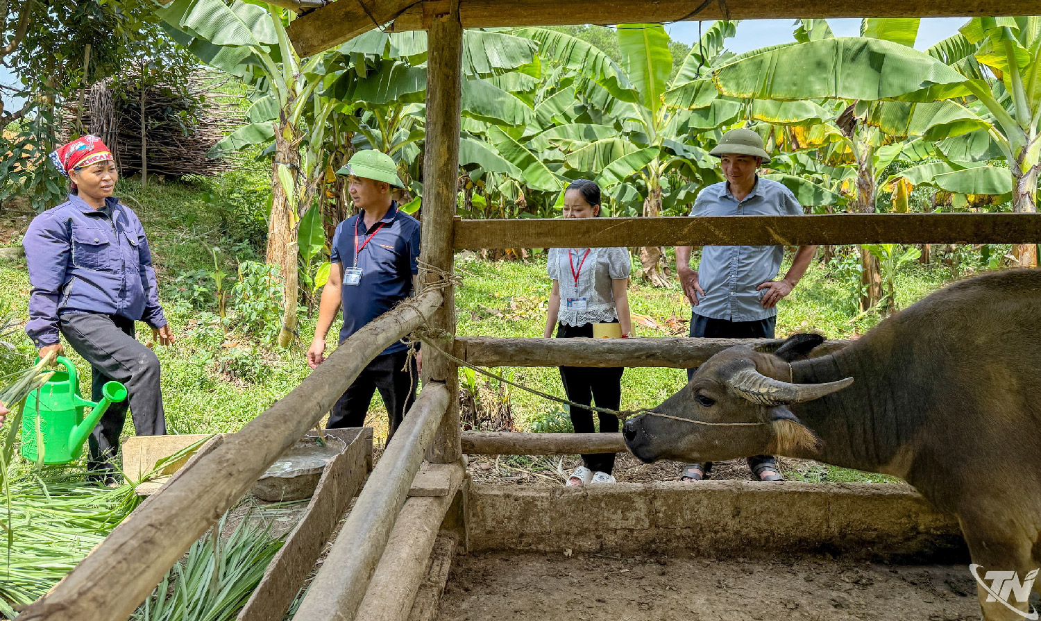 Thái Nguyên: Nuôi trâu vỗ béo, mở hướng thoát nghèo ở Văn Hán