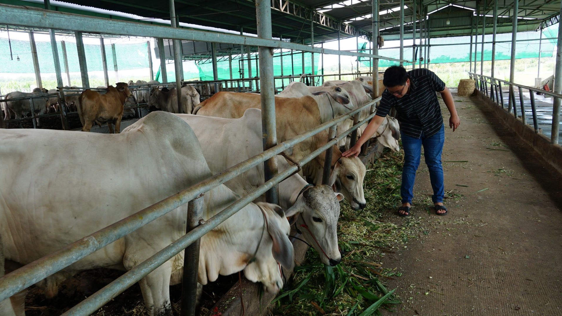 Tây Ninh: Hỗ trợ doanh nghiệp nhỏ và vừa phát triển trong lĩnh vực chăn nuôi