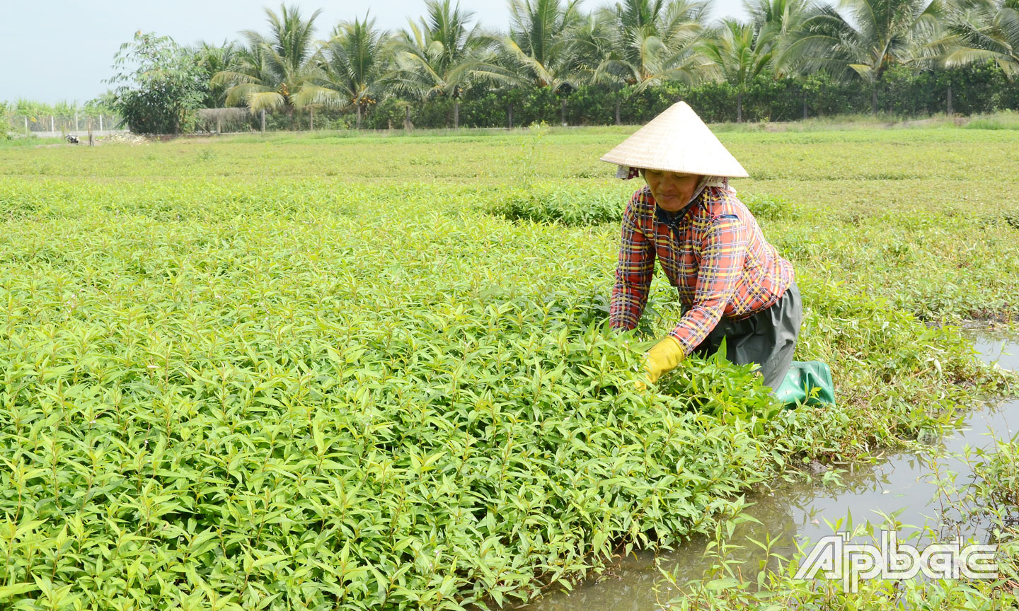 Tiền Giang: Phát huy vai trò hợp tác xã trong xây dựng nông thôn mới
