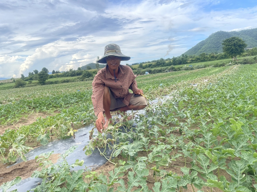 Krông Pa: Người trồng dưa hấu thiệt hại nặng do mưa lớn kéo dài ảnh 2