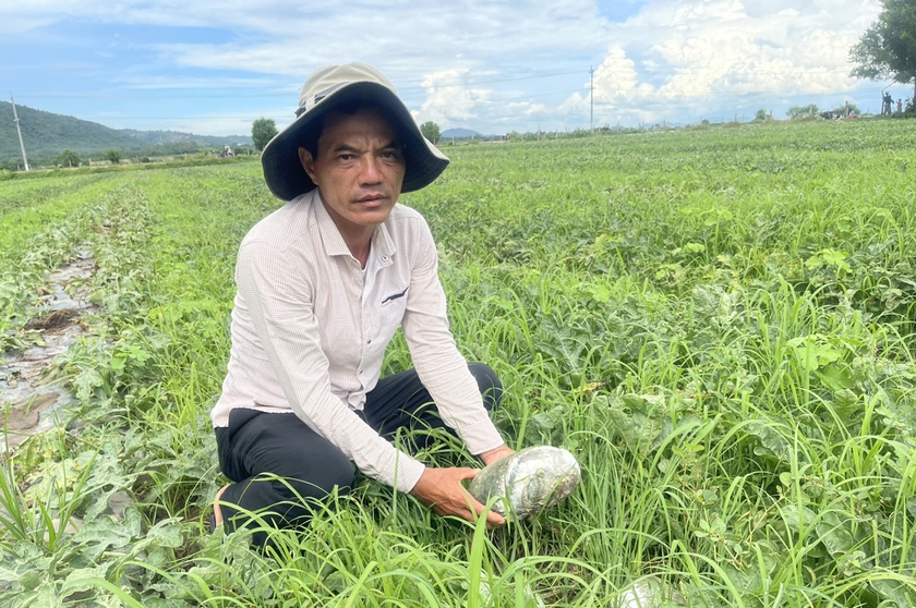 Krông Pa: Người trồng dưa hấu thiệt hại nặng do mưa lớn kéo dài ảnh 1