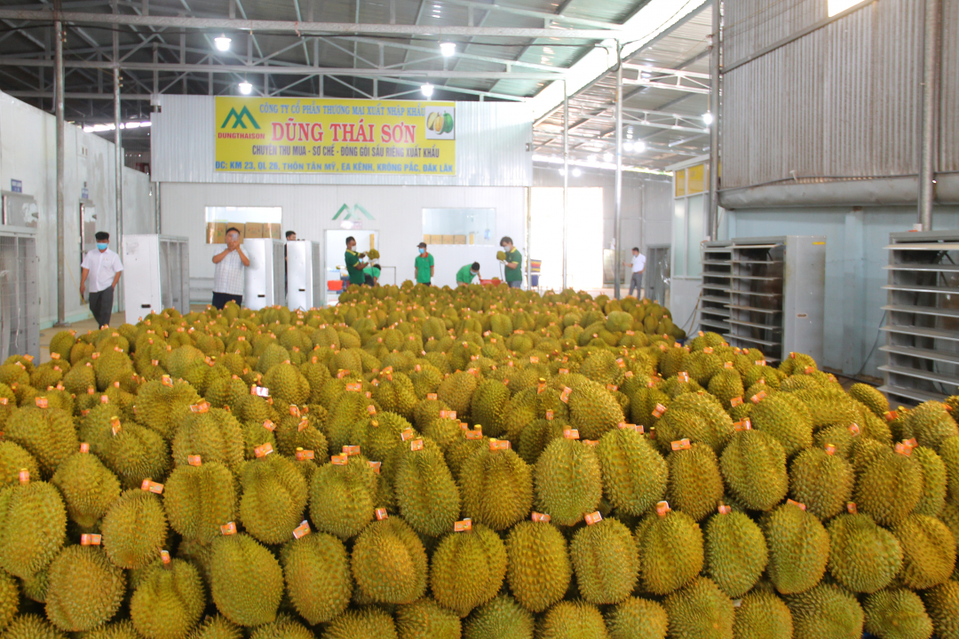 Đắk Lắk: Cảnh báo nguy cơ “vỡ trận” sầu riêng