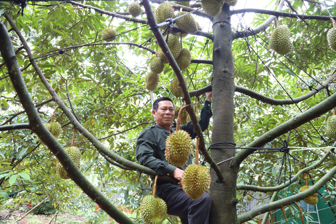 Đắk Lắk: Cảnh báo nguy cơ “vỡ trận” sầu riêng