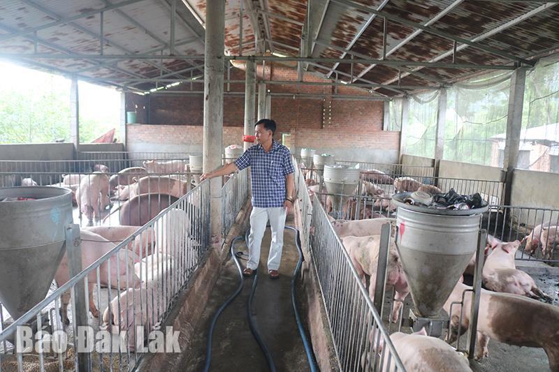 Đắk Lắk: Huyện Krông Bông giá heo hơi tăng, người chăn nuôi phấn khởi tái đàn