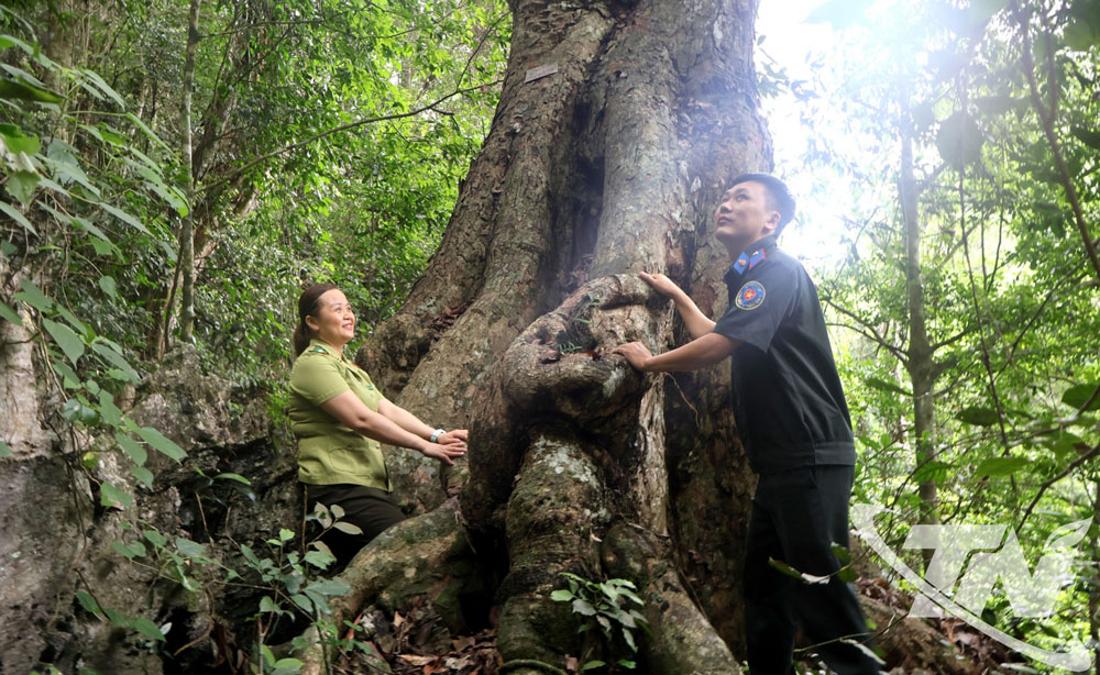 Thái Nguyên: Giữ rừng gỗ quý tại các khu bảo tồn