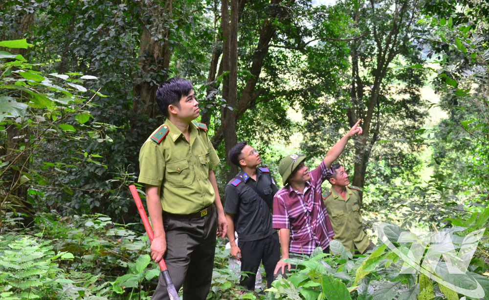 Thái Nguyên: Giữ rừng gỗ quý tại các khu bảo tồn