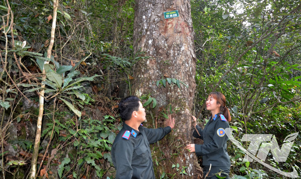 Thái Nguyên: Giữ rừng gỗ quý tại các khu bảo tồn