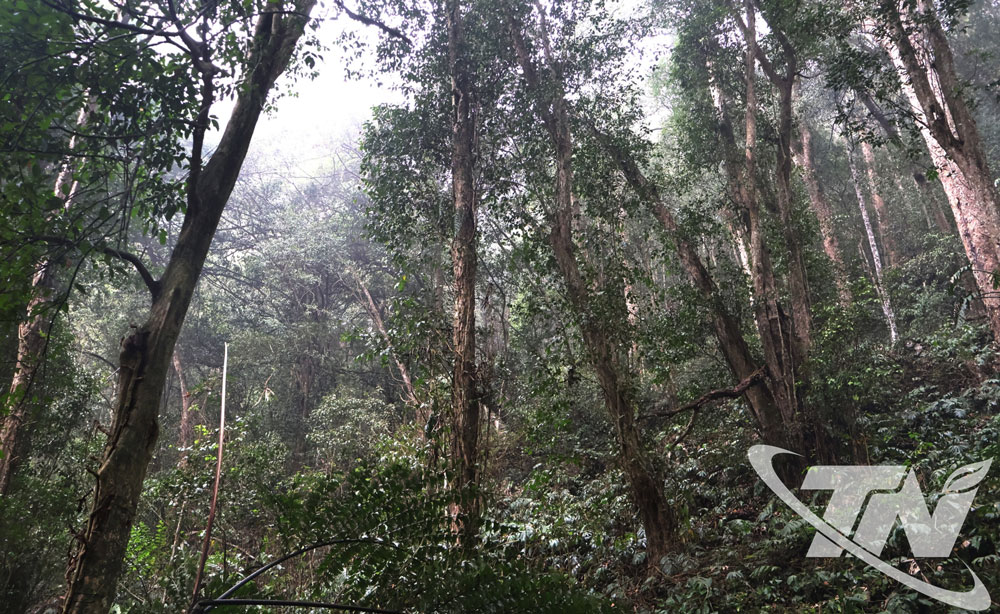 Thái Nguyên: Giữ rừng gỗ quý tại các khu bảo tồn