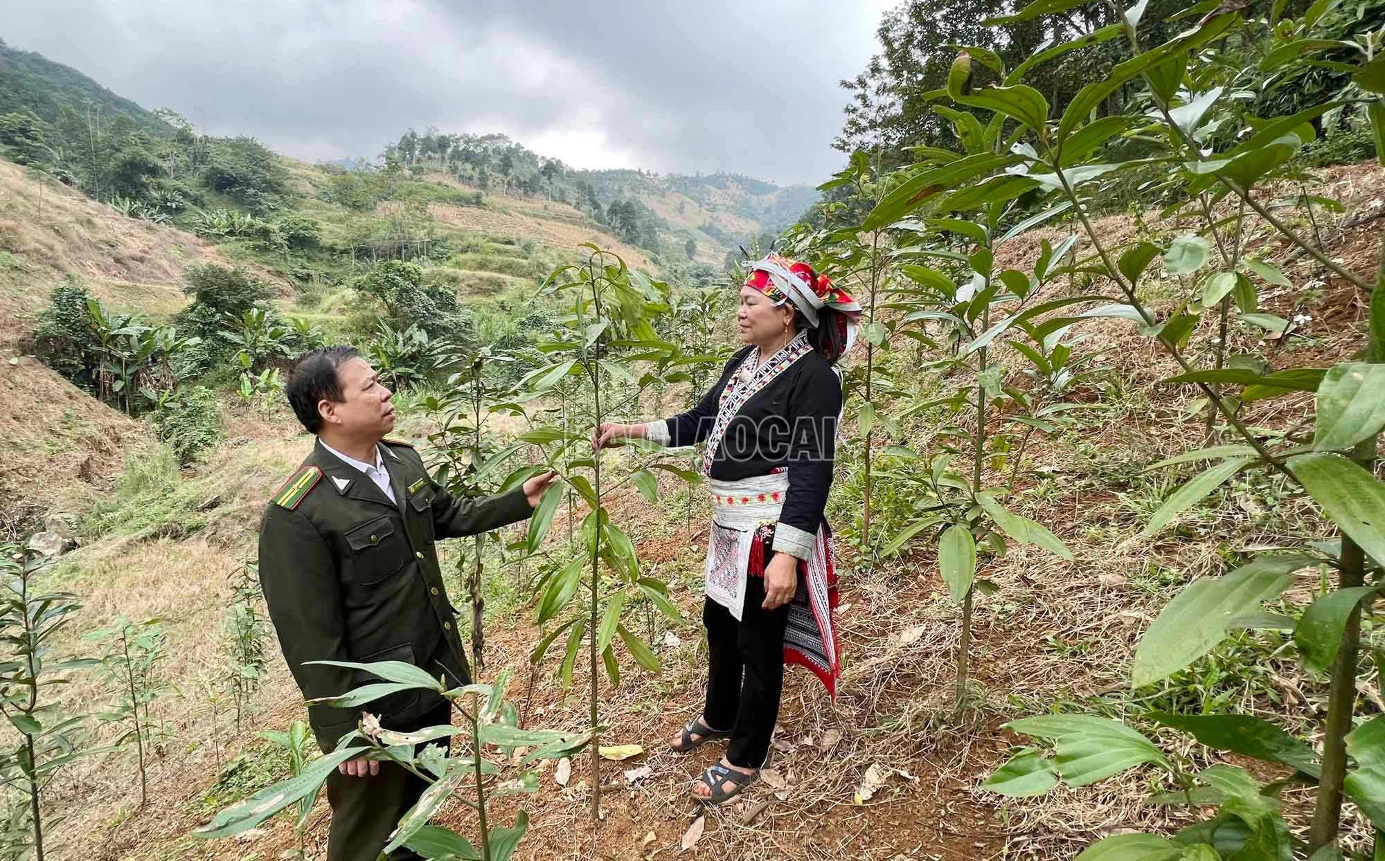 Lào Cai trồng mới hơn 11.700 ha rừng Lào Cai trồng mới hơn 11.700 ha rừng