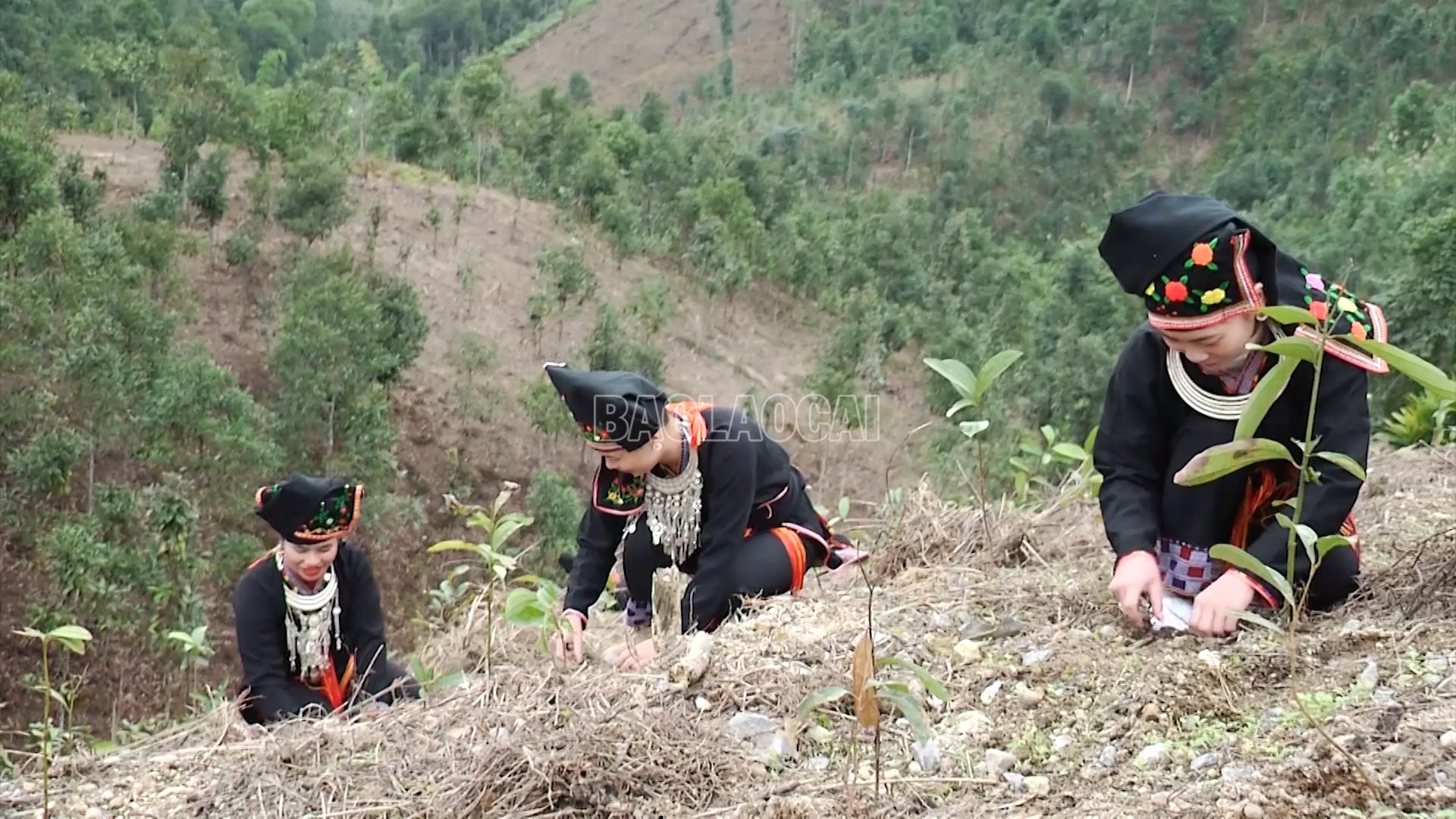 Lào Cai trồng mới hơn 11.700 ha rừng Lào Cai trồng mới hơn 11.700 ha rừng