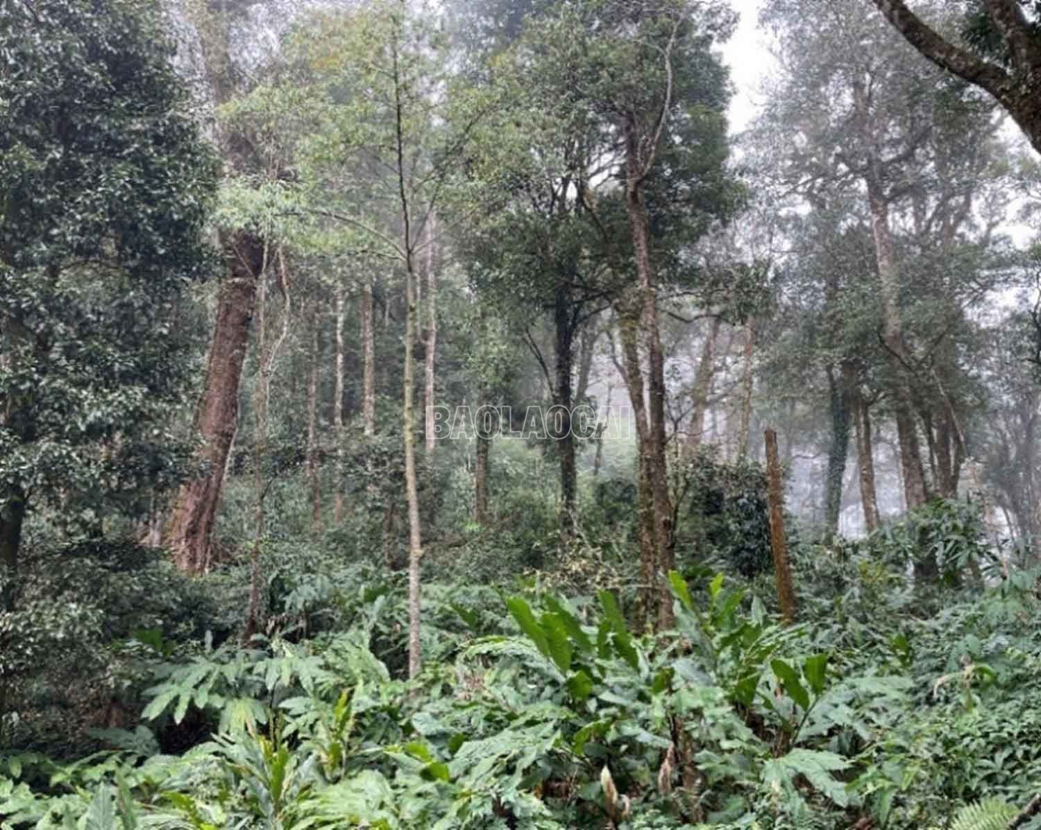 Lào Cai trồng mới hơn 11.700 ha rừng Lào Cai trồng mới hơn 11.700 ha rừng