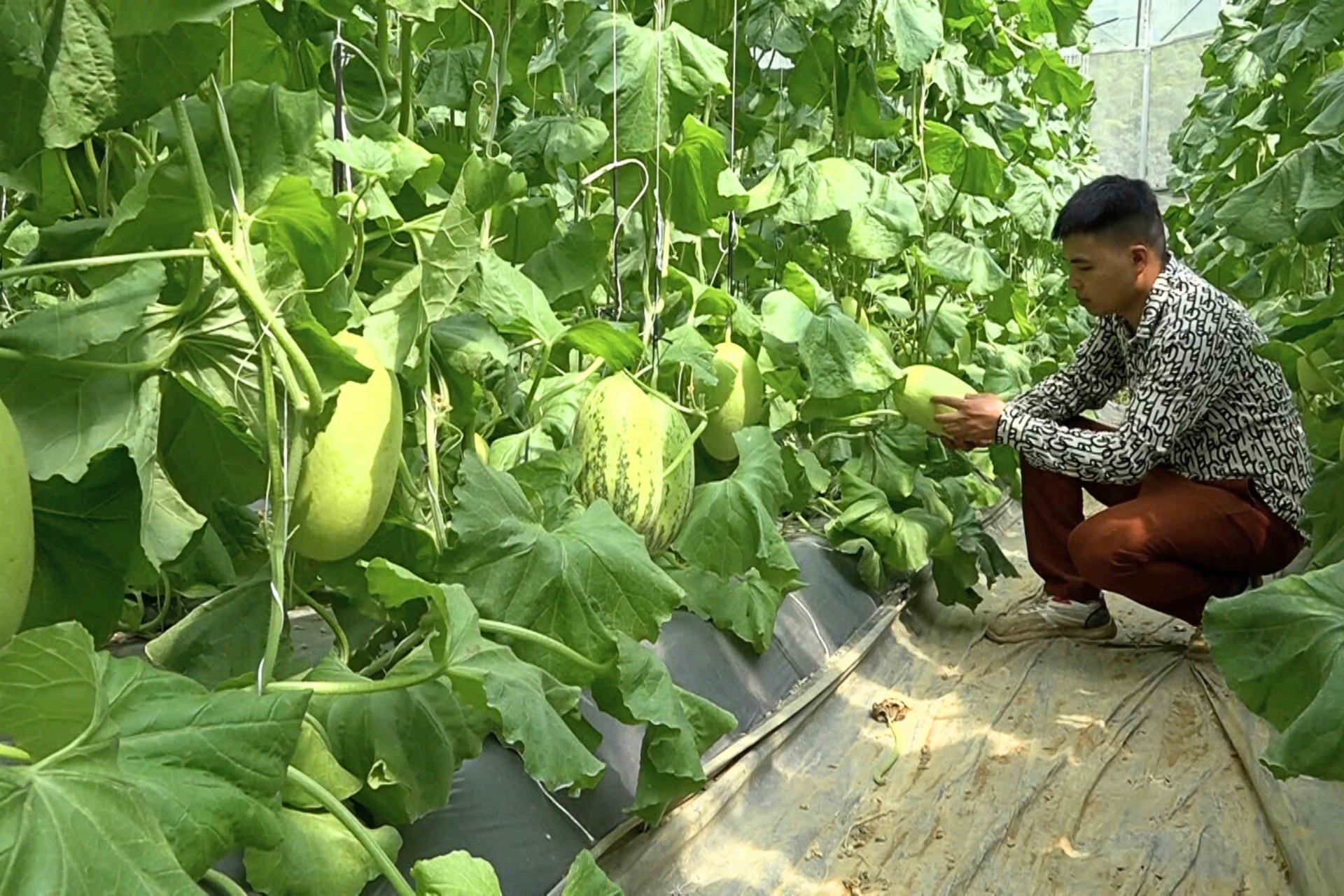 Tiên phong ứng dụng AI,STEM và nông nghiệp thông minh Tiên phong ứng dụng AI,STEM và nông nghiệp thông minh