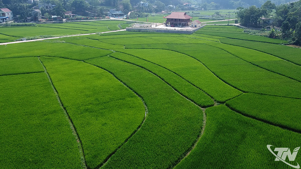 Thái Nguyên: Đổi mới trong sản xuất nông nghiệp Thái Nguyên: Đổi mới trong sản xuất nông nghiệp