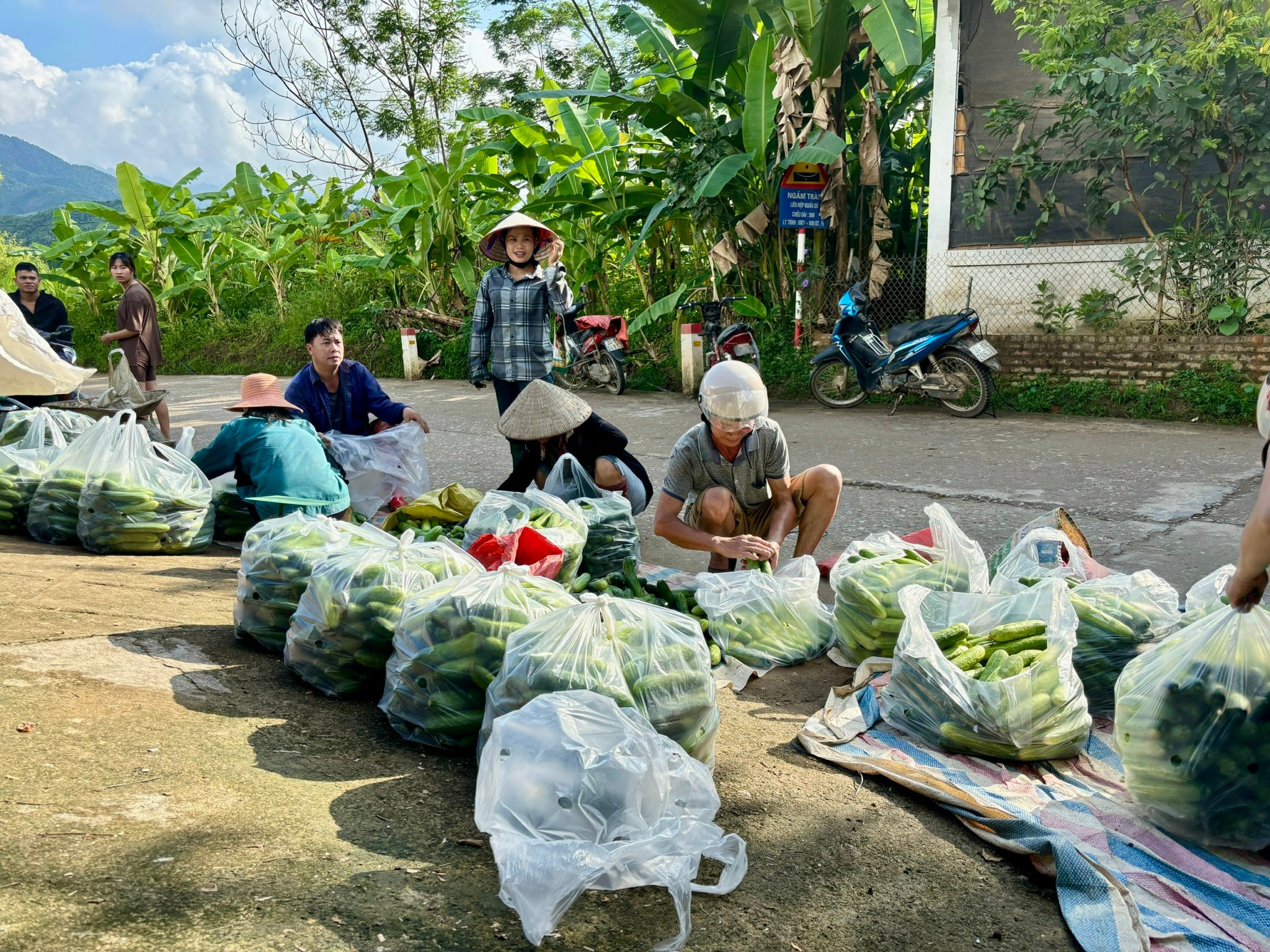 Lào Cai: Nông dân xã Nghĩa Đô vào vụ thu hoạch dưa chuột theo mô hình liên kết Lào Cai: Nông dân xã Nghĩa Đô vào vụ thu hoạch dưa chuột theo mô hình liên kết