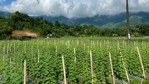 Lào Cai: Nông dân xã Nghĩa Đô vào vụ thu hoạch dưa chuột theo mô hình liên kết