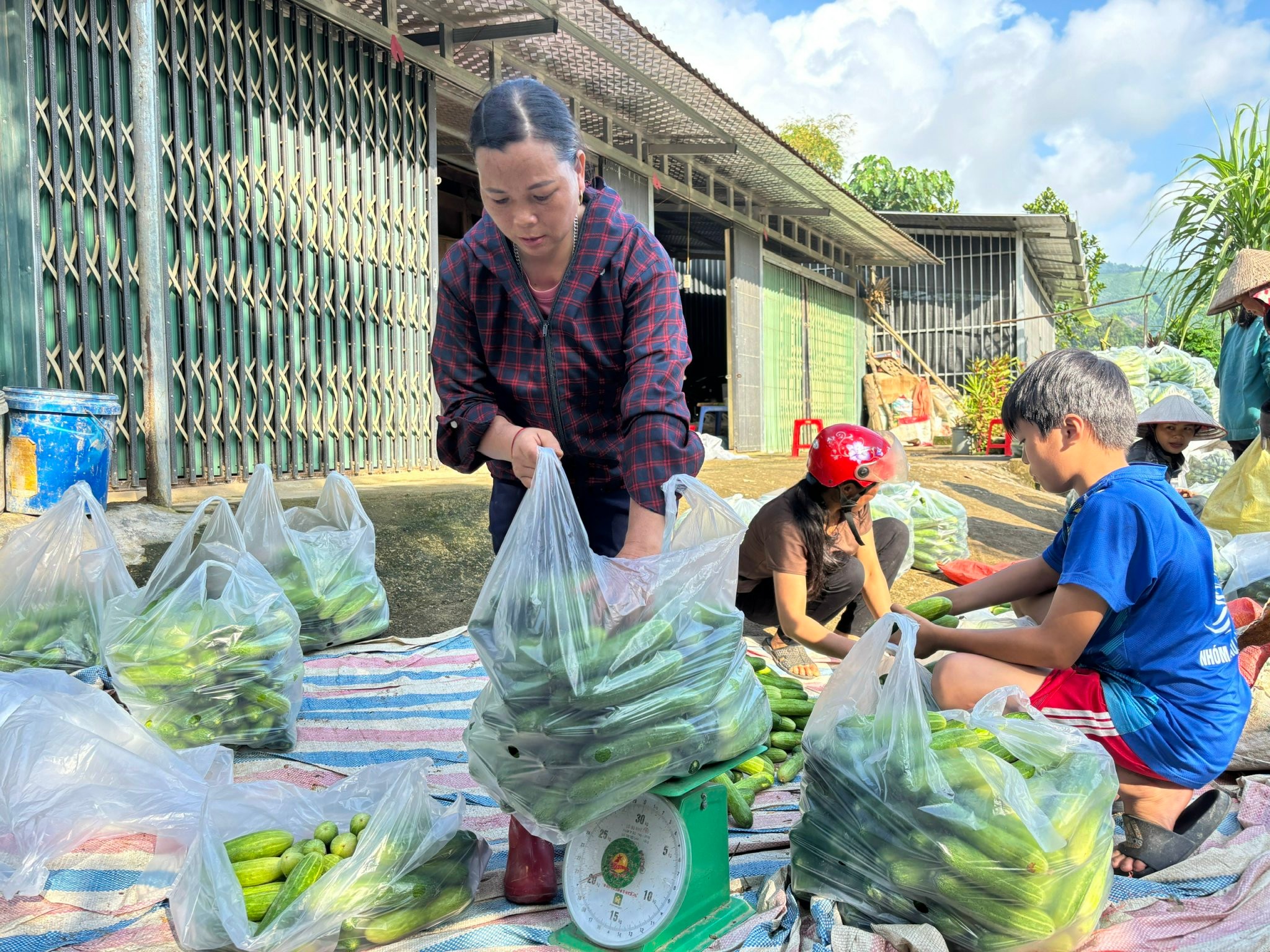 Lào Cai: Nông dân xã Nghĩa Đô vào vụ thu hoạch dưa chuột theo mô hình liên kết Lào Cai: Nông dân xã Nghĩa Đô vào vụ thu hoạch dưa chuột theo mô hình liên kết