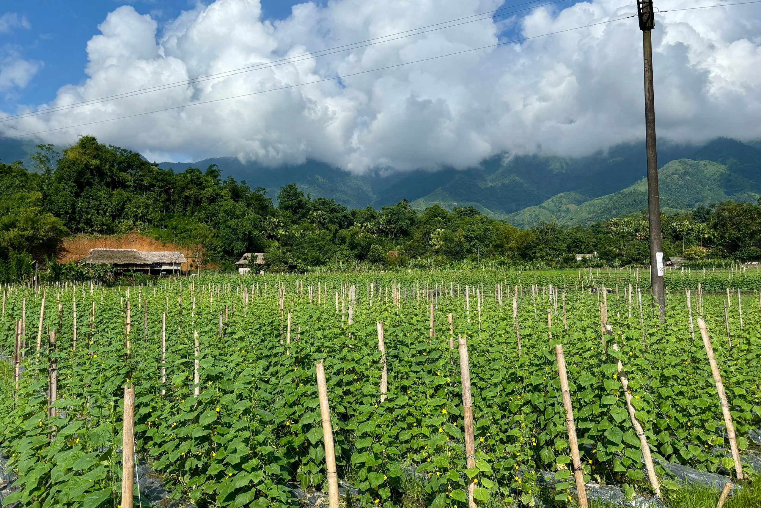 Lào Cai: Nông dân xã Nghĩa Đô vào vụ thu hoạch dưa chuột theo mô hình liên kết Lào Cai: Nông dân xã Nghĩa Đô vào vụ thu hoạch dưa chuột theo mô hình liên kết