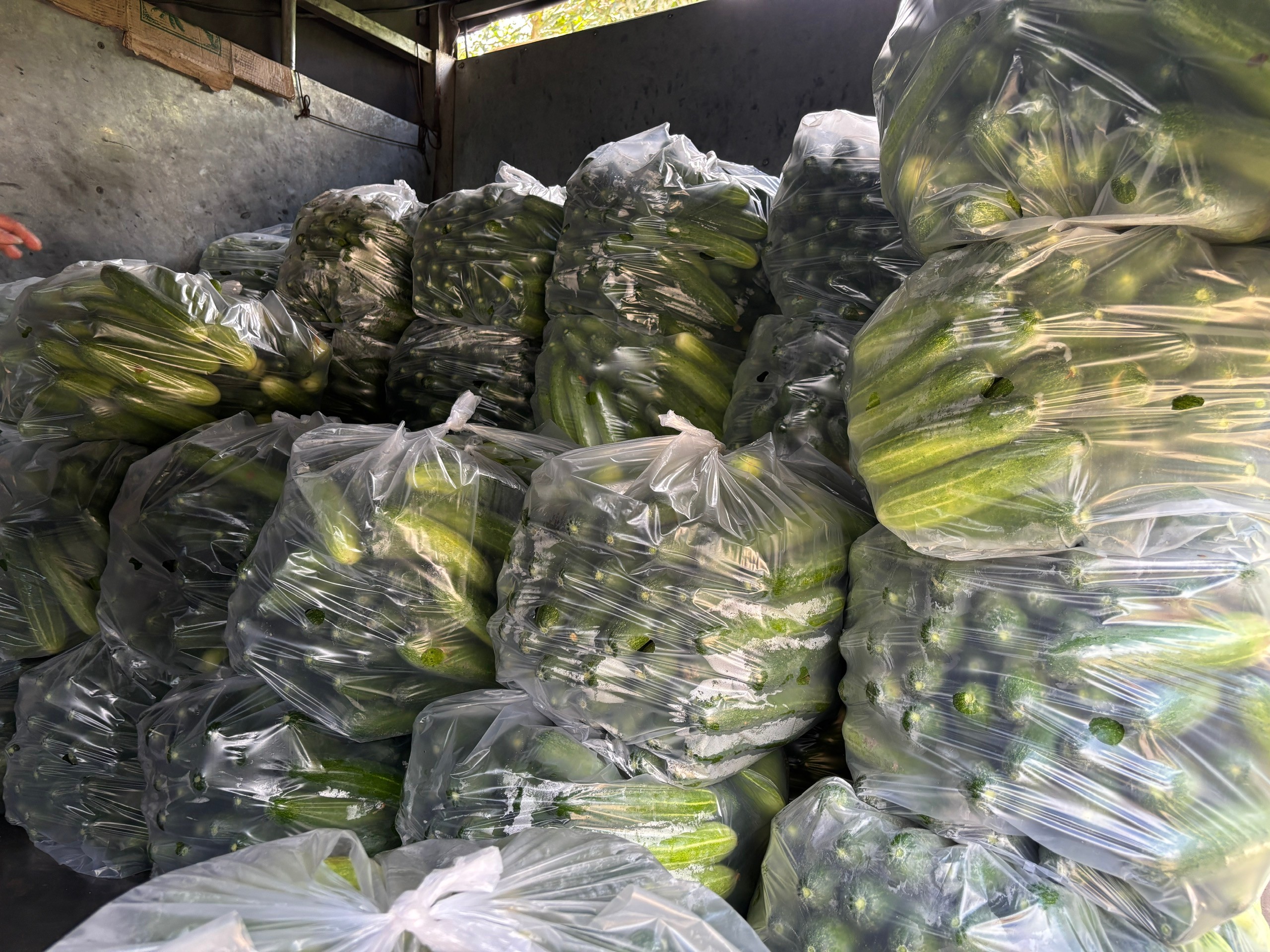 Lào Cai: Nông dân xã Nghĩa Đô vào vụ thu hoạch dưa chuột theo mô hình liên kết Lào Cai: Nông dân xã Nghĩa Đô vào vụ thu hoạch dưa chuột theo mô hình liên kết