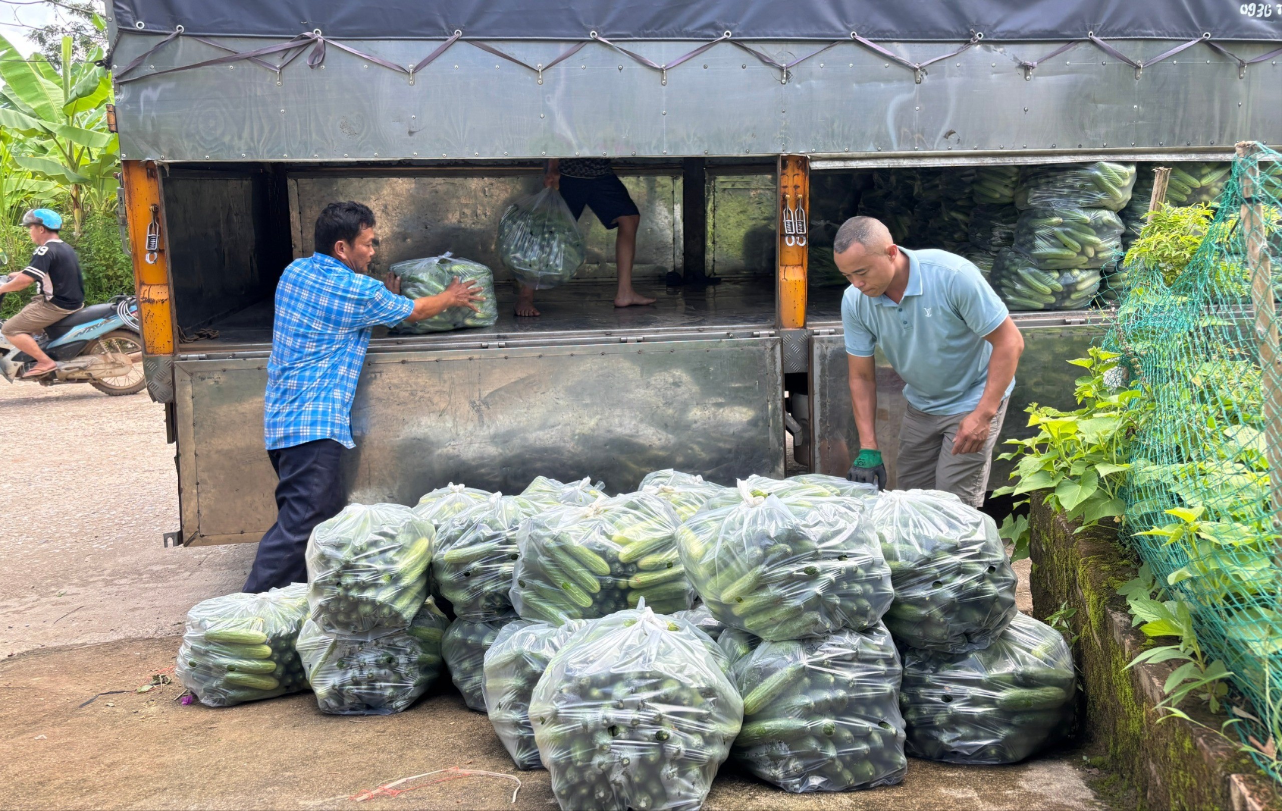 Lào Cai: Nông dân xã Nghĩa Đô vào vụ thu hoạch dưa chuột theo mô hình liên kết Lào Cai: Nông dân xã Nghĩa Đô vào vụ thu hoạch dưa chuột theo mô hình liên kết