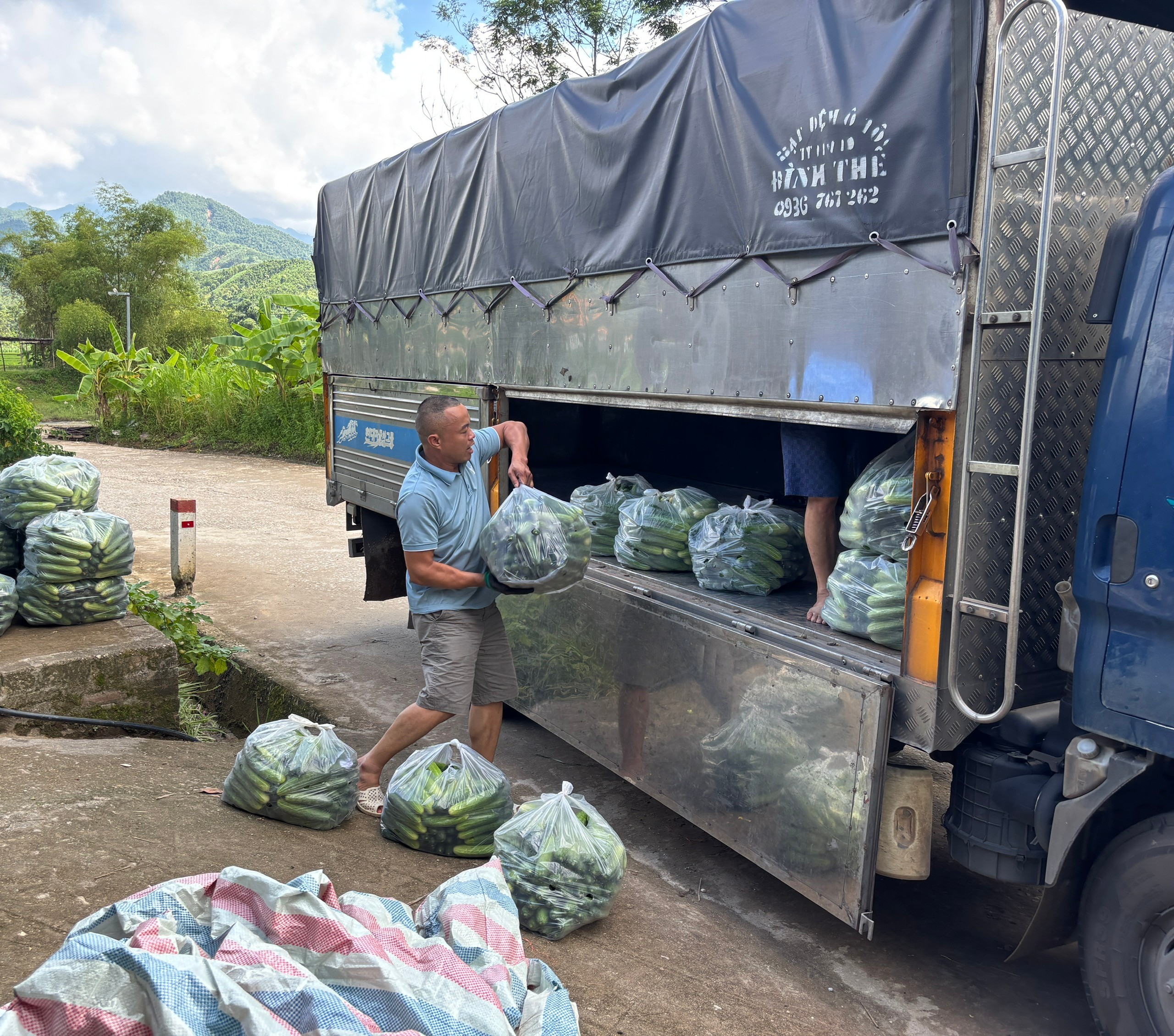 Lào Cai: Nông dân xã Nghĩa Đô vào vụ thu hoạch dưa chuột theo mô hình liên kết Lào Cai: Nông dân xã Nghĩa Đô vào vụ thu hoạch dưa chuột theo mô hình liên kết