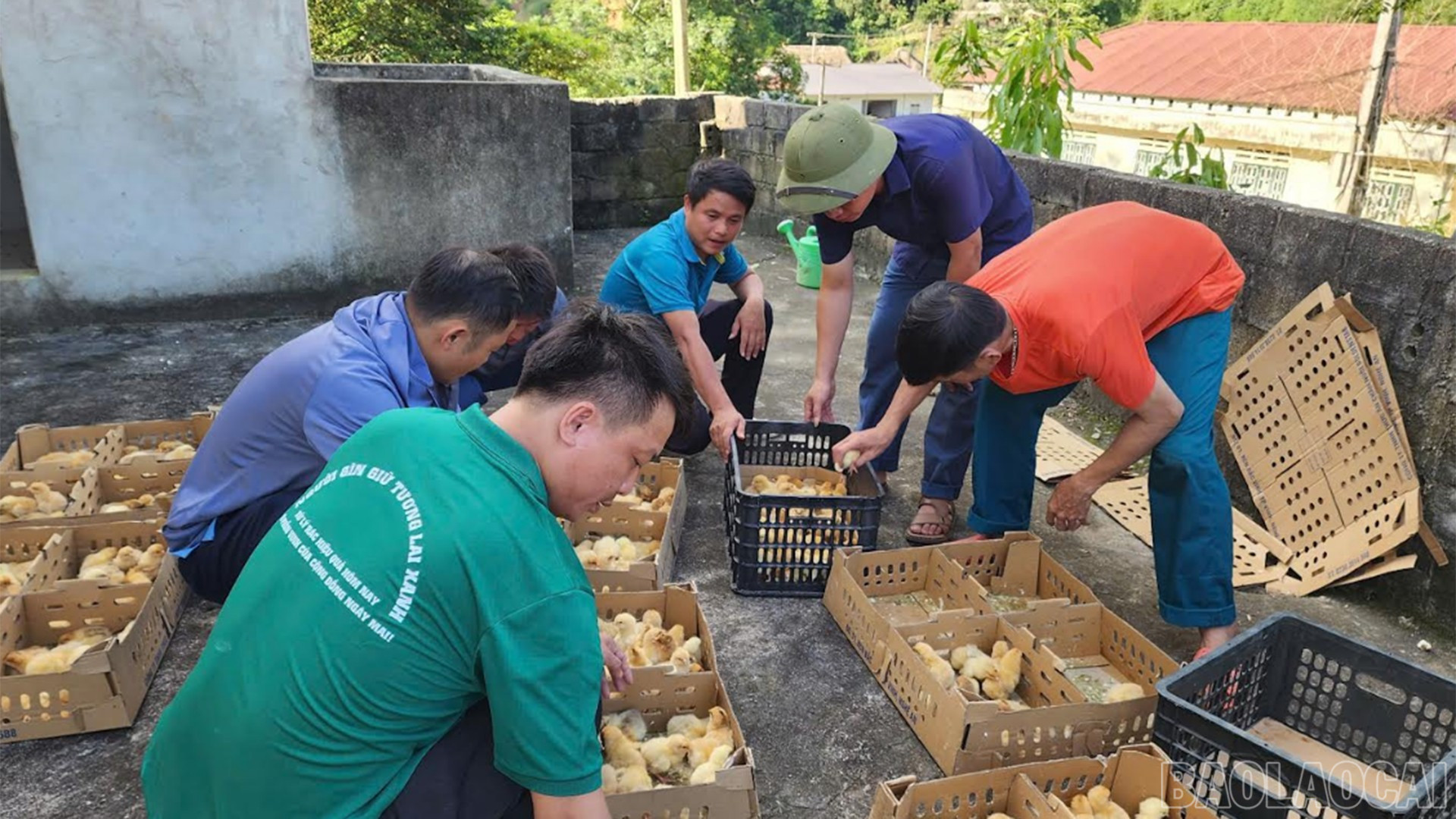 Lào Cai: Hỗ trợ gà giống cho nông dân xã Nghĩa Đô Lào Cai: Hỗ trợ gà giống cho nông dân xã Nghĩa Đô