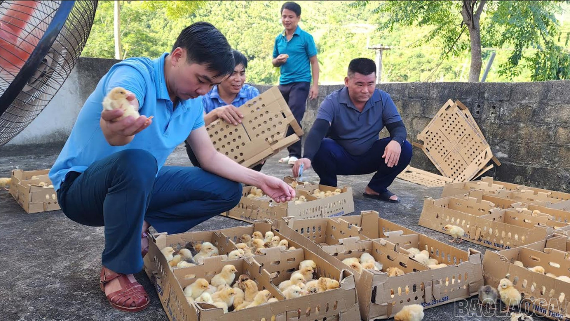 Lào Cai: Hỗ trợ gà giống cho nông dân xã Nghĩa Đô Lào Cai: Hỗ trợ gà giống cho nông dân xã Nghĩa Đô