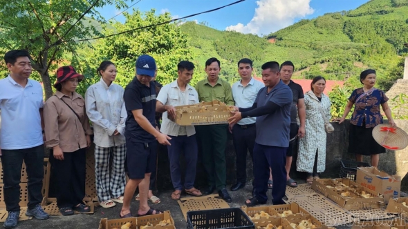 Lào Cai: Hỗ trợ gà giống cho nông dân xã Nghĩa Đô