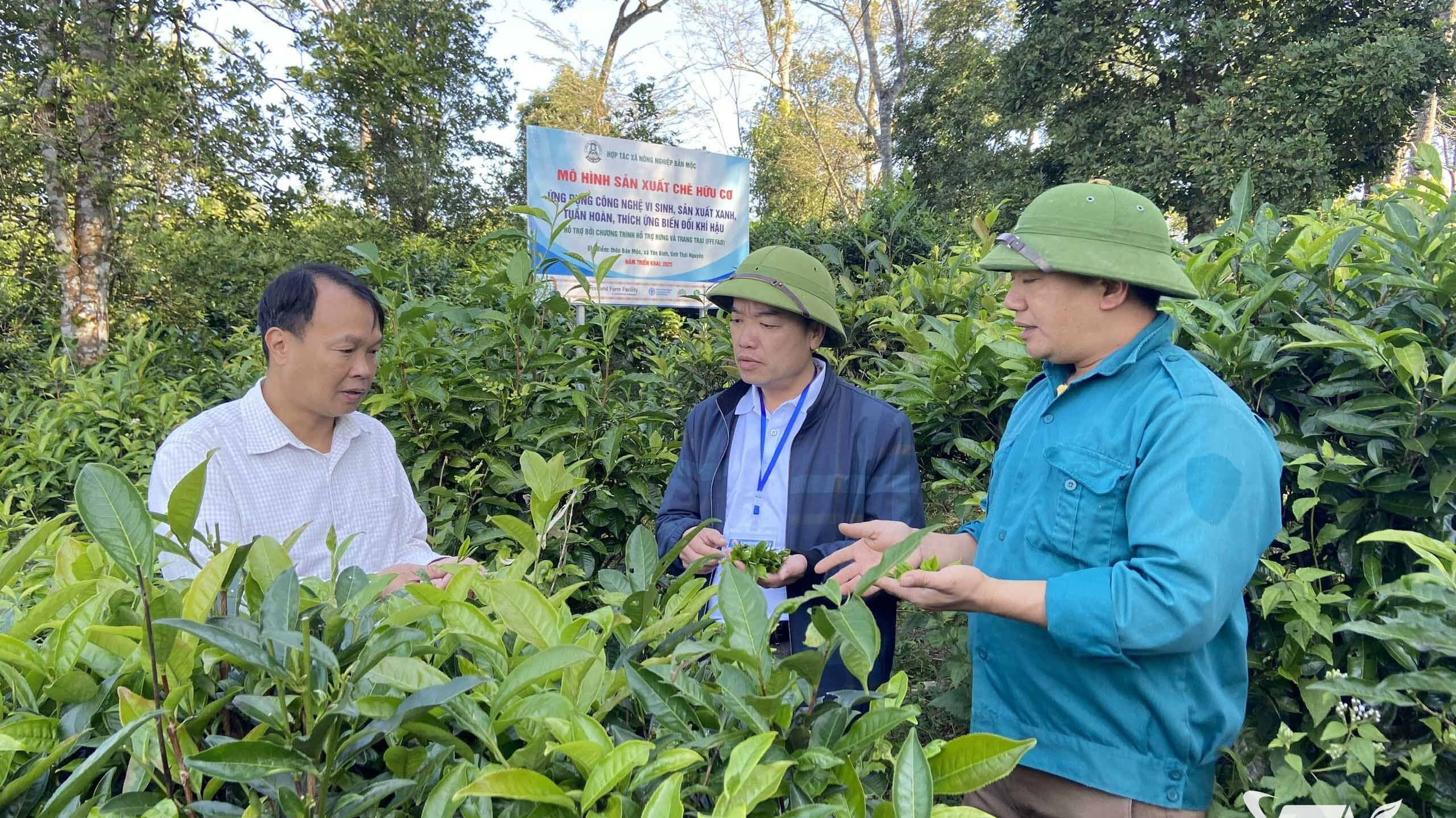 Thái Nguyên: Shan tuyết đổ bóng đại ngàn