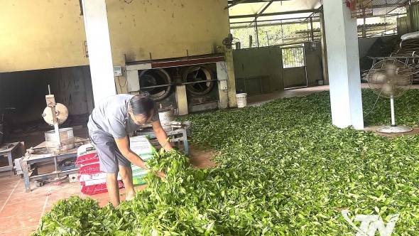 Thái Nguyên: Đồng Bòng giữ nghề làm chè truyền thống
