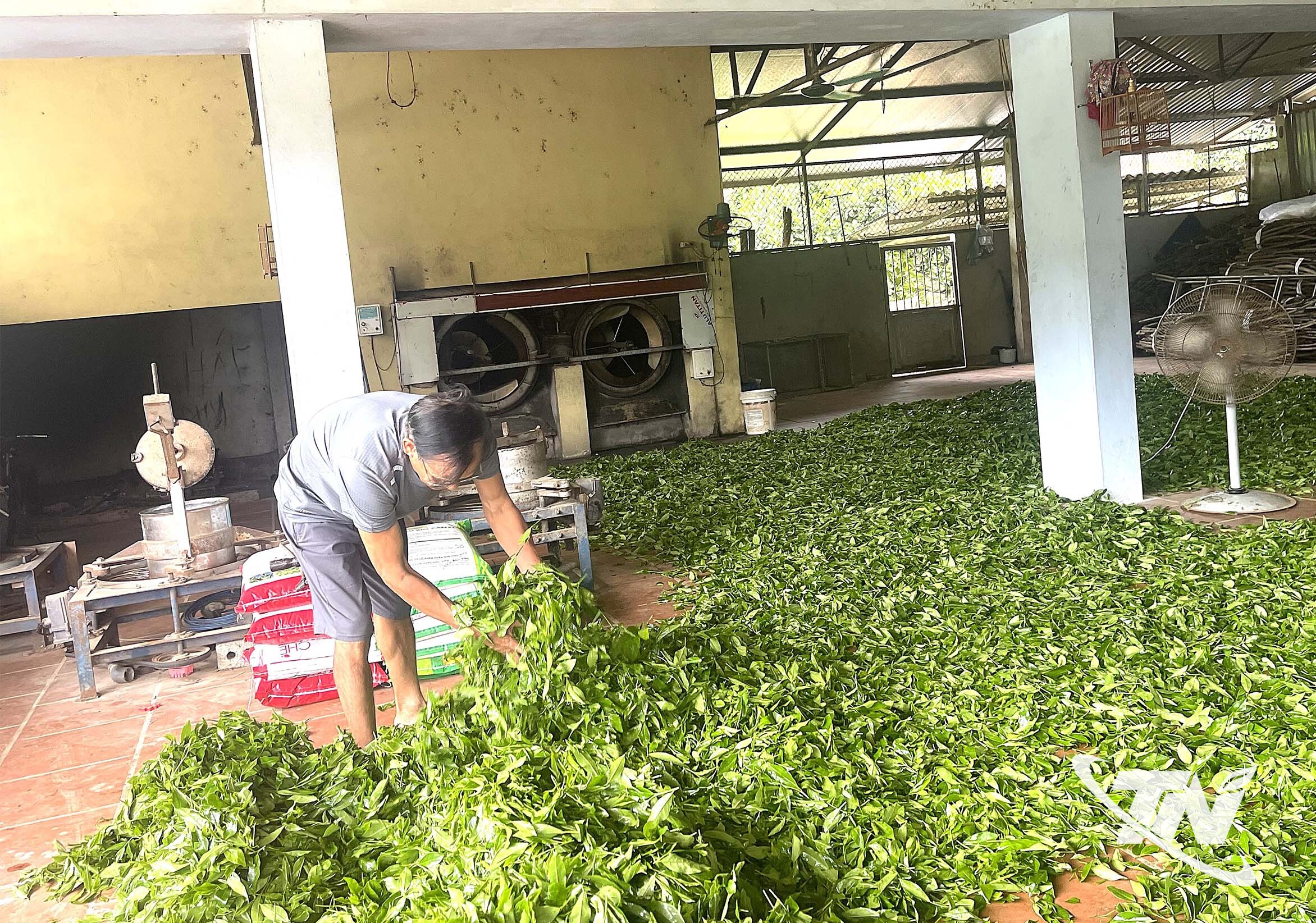 Thái Nguyên: Đồng Bòng giữ nghề làm chè truyền thống Thái Nguyên: Đồng Bòng giữ nghề làm chè truyền thống