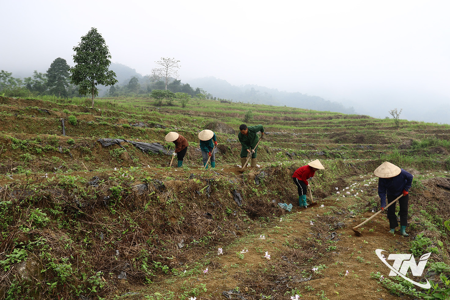 Thái Nguyên: Đánh thức "kho vàng xanh" giữa đại ngàn Thái Nguyên: Đánh thức "kho vàng xanh" giữa đại ngàn