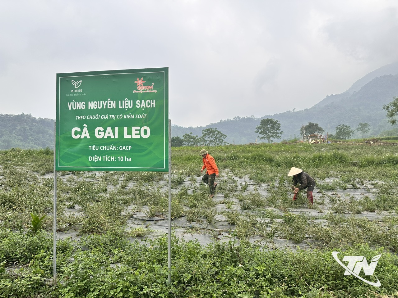 Thái Nguyên: Đánh thức "kho vàng xanh" giữa đại ngàn Thái Nguyên: Đánh thức "kho vàng xanh" giữa đại ngàn